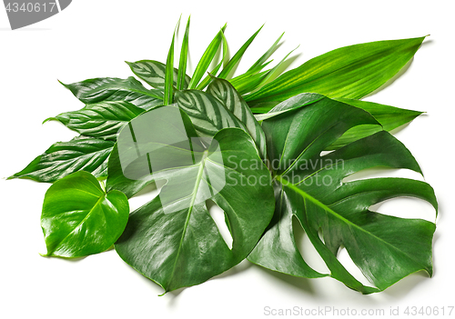 Image of various tropical leaves 