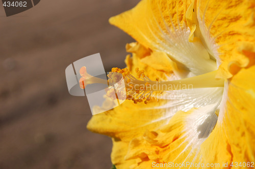 Image of Yellow and white hibiscus flower