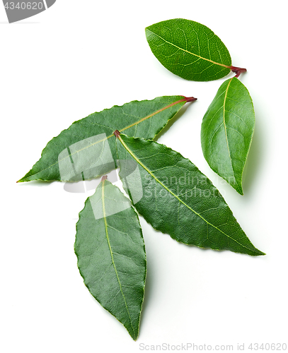 Image of Fresh bay leaves