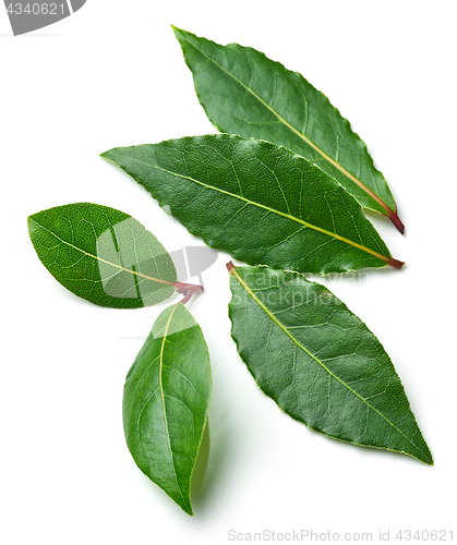 Image of Fresh bay leaves