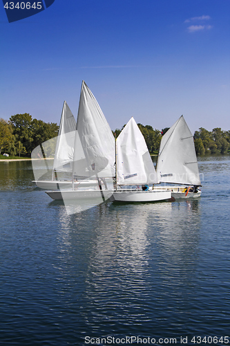 Image of Sports sailing in Lots of Small white boats on the lake 