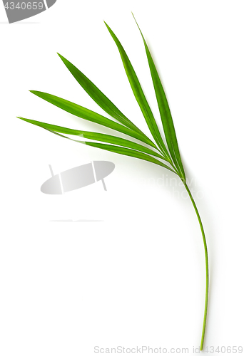 Image of leaf of Areca palm