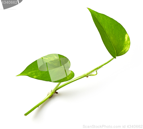 Image of tropical leaves on white background