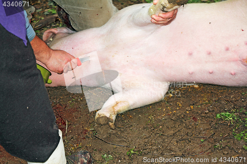 Image of Traditional home made pig slaughtering in rural