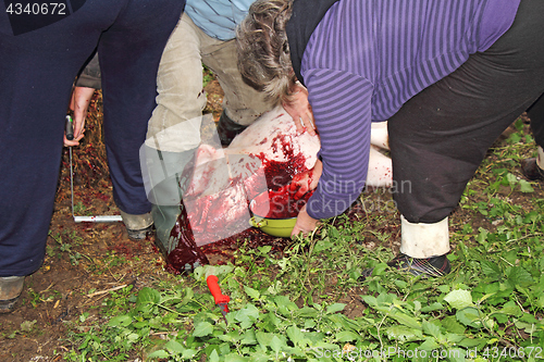 Image of Traditional home made pig slaughtering in rural