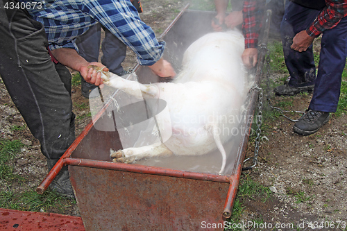 Image of Traditional home made pig slaughtering in rural