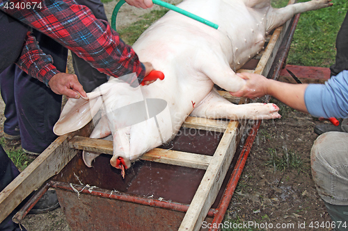 Image of Traditional home made pig slaughtering in rural