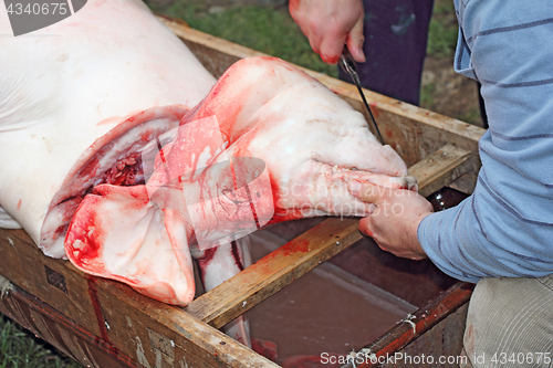 Image of Traditional home made pig slaughtering in rural