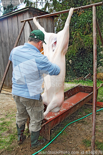 Image of Traditional home made pig slaughtering in rural