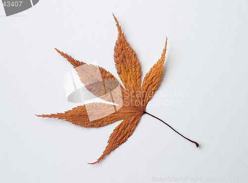 Image of Autumn yellow dry leaf on white background