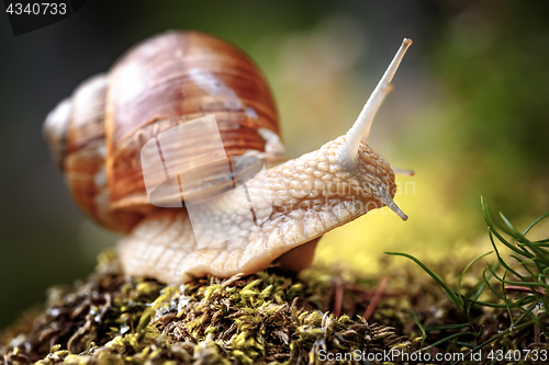 Image of Helix pomatia also Roman snail, Burgundy snail