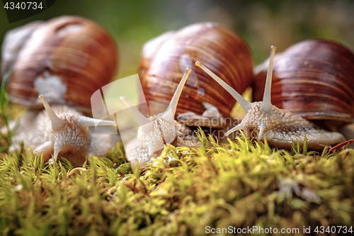 Image of Helix pomatia also Roman snail, Burgundy snail