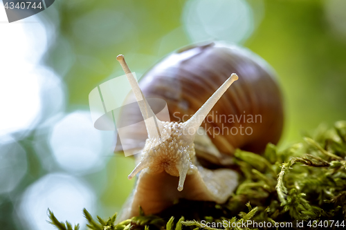 Image of Helix pomatia also Roman snail, Burgundy snail