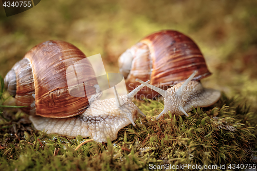 Image of Helix pomatia also Roman snail, Burgundy snail