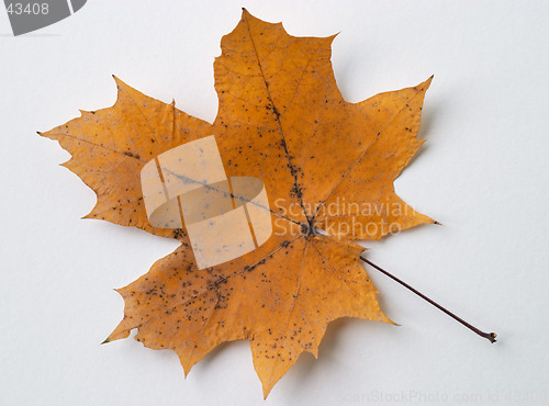 Image of Autumn yellow dry maple leaf on white background