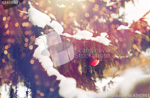 Image of red christmas ball on fir tree branch with snow