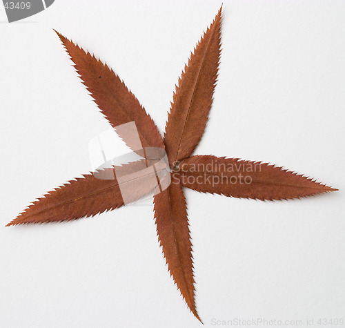 Image of Autumn brown red dry leaf composition on white background