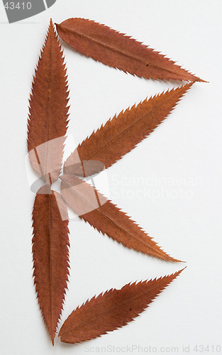 Image of B letter: alphabet and numbers with autumn brown red dry leaf on white background