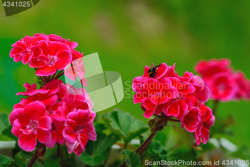 Image of Flowers red geraniums.