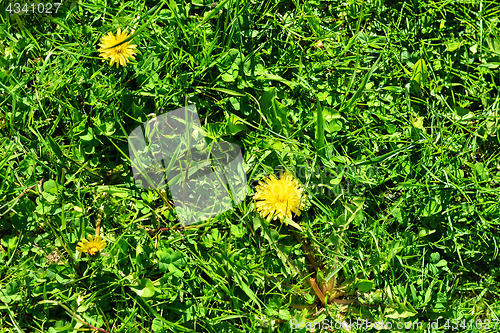 Image of Dandelions on the grass.