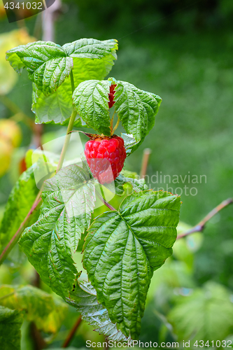 Image of Juicy berry of raspberry.