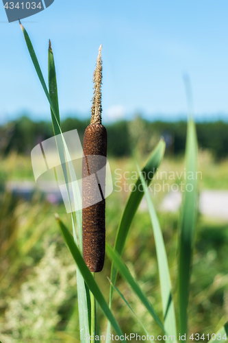 Image of Reeds and leaves.