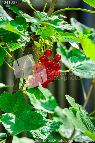 Image of Red currant berries.
