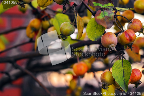 Image of Wild apple tree.