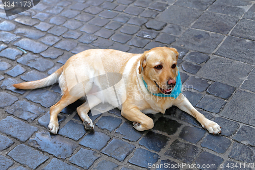 Image of Labrador Dog