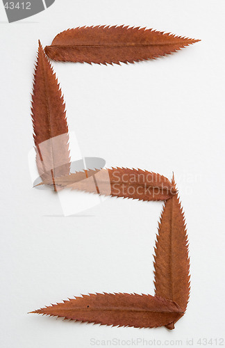 Image of 5 five number: alphabet and numbers with autumn brown red dry leaf on white background