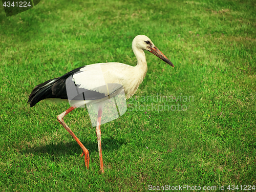 Image of stork