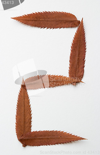 Image of 5 five number: alphabet and numbers with autumn brown red dry leaf on white background