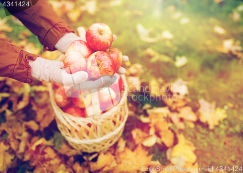 Image of woman with basket of apples at autumn garden