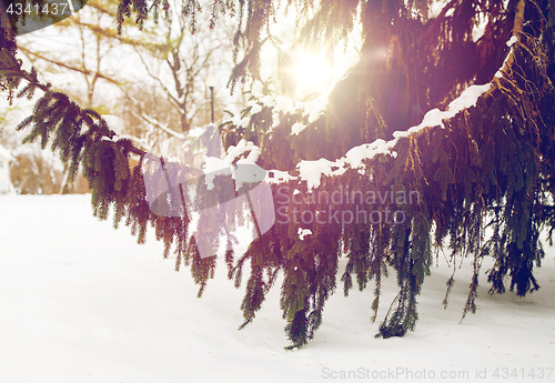 Image of fir branch and snow in winter forest