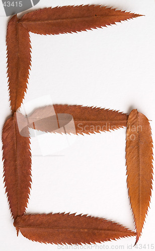 Image of 6 9 six or nine number: alphabet and numbers with autumn brown red dry leaf on white background