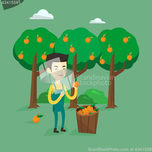 Image of Farmer collecting oranges vector illustration.