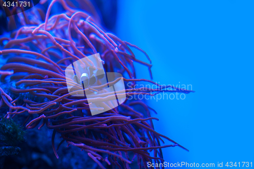 Image of Different marine animals