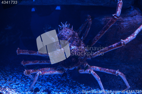 Image of A giant crab under the water