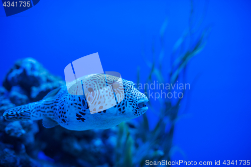 Image of Different marine animals