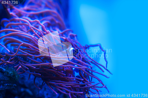 Image of Different marine animals