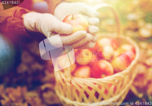 Image of woman with basket of apples at autumn garden