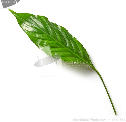 Image of tropical leaf on white background