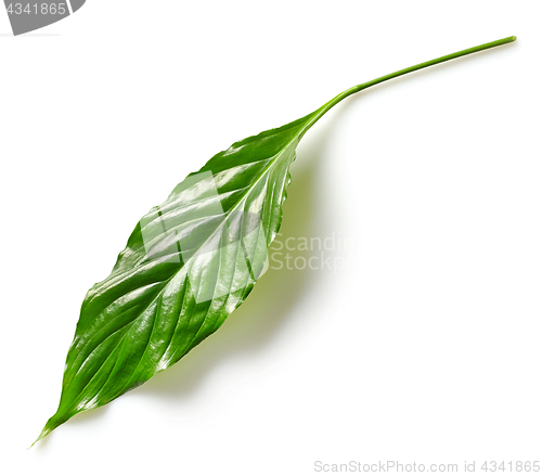 Image of tropical leaf on white background