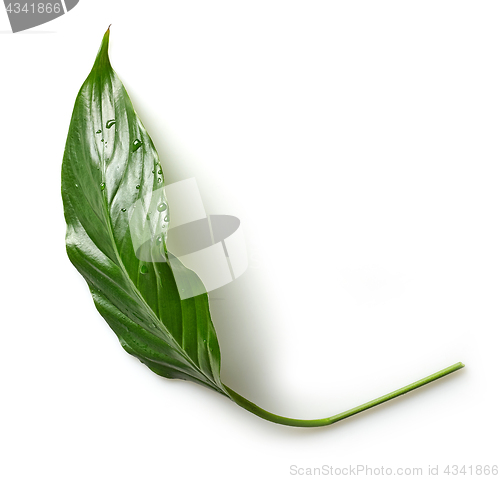 Image of tropical leaf on white background