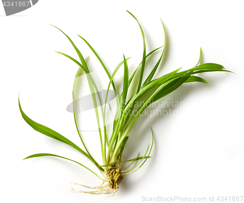 Image of fresh green tropical leaf