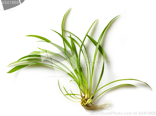 Image of fresh green tropical leaf