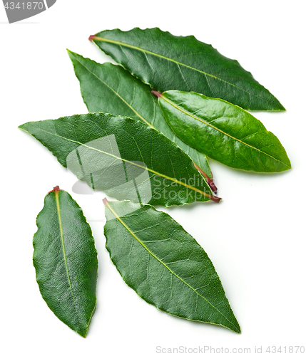 Image of Fresh bay leaves