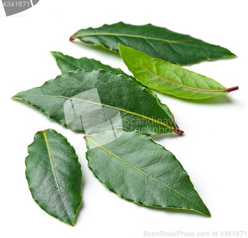 Image of Fresh bay leaves