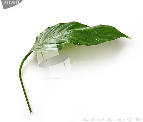 Image of fresh green tropical leaf