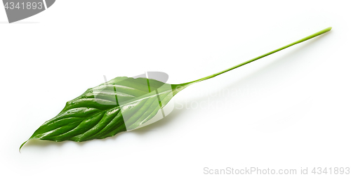 Image of fresh green tropical leaf